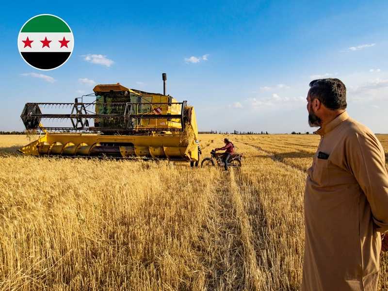 سوريا تعلن الاكتفاء الذاتي من القمح لاول مره منذ سنوات