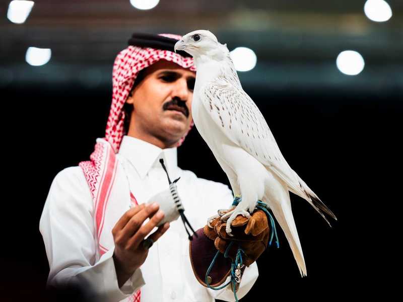 بيع صقر بـ1.3 مليون ريال في مزاد بالسعوديه